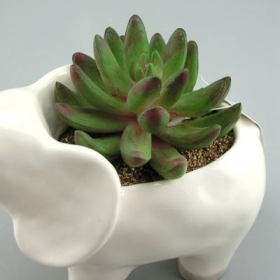 vaso de plantador de elefante branco pote de cerâmica de animal